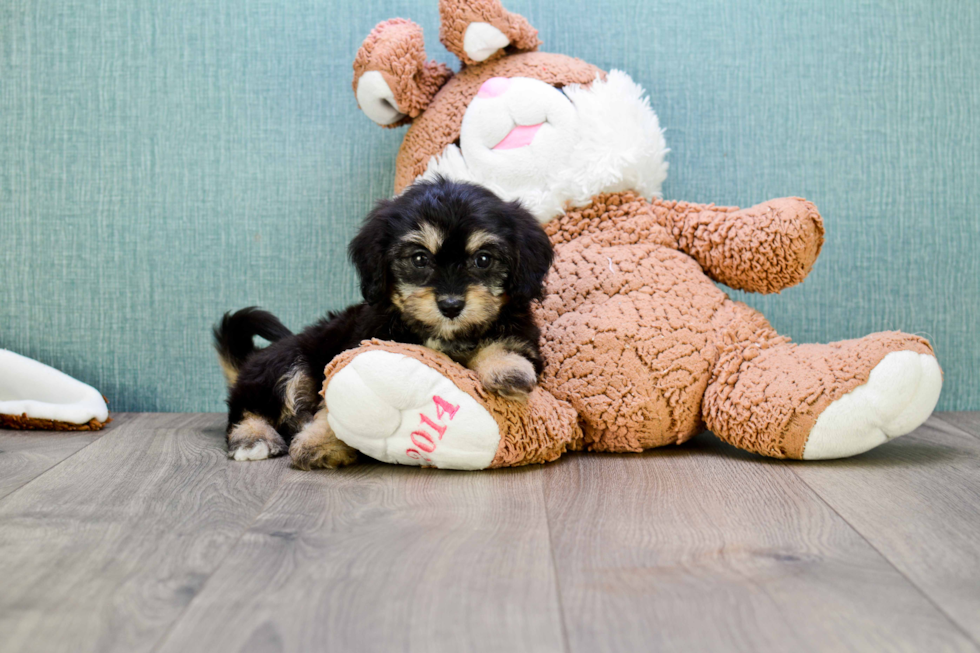 Best Cavachon Baby