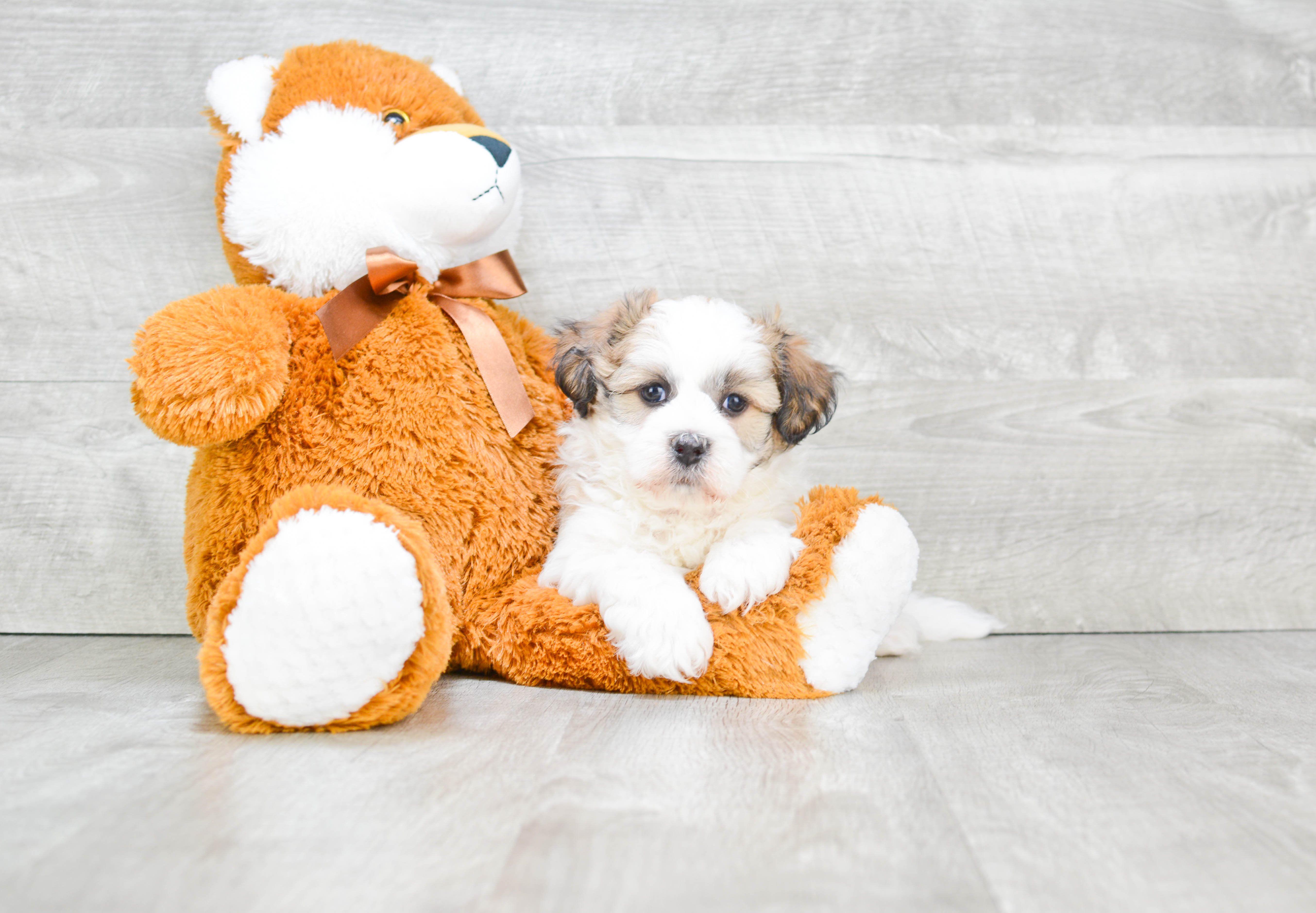 Hypoallergenic Shit Designer Puppy