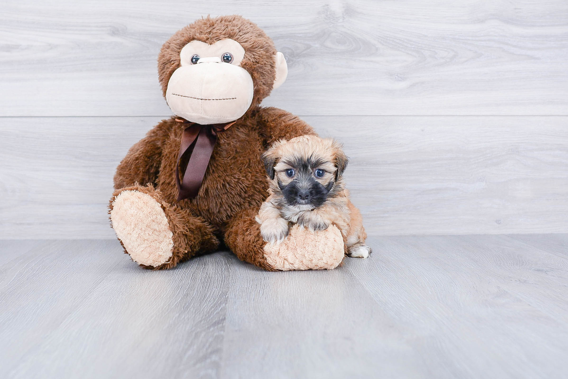 Fluffy Morkie Designer Pup
