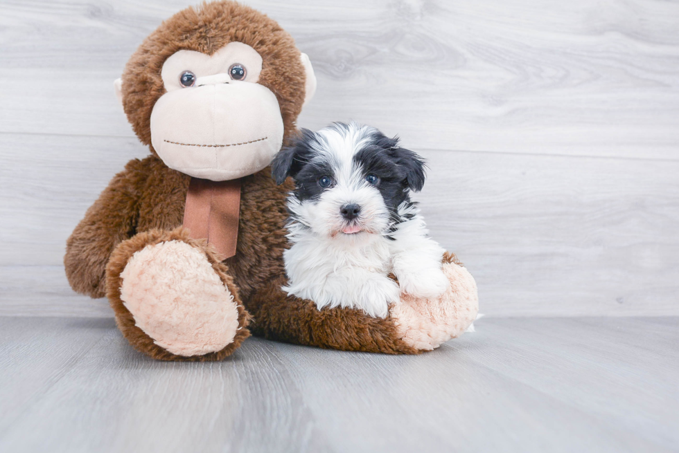 Playful Havanese Purebred Pup