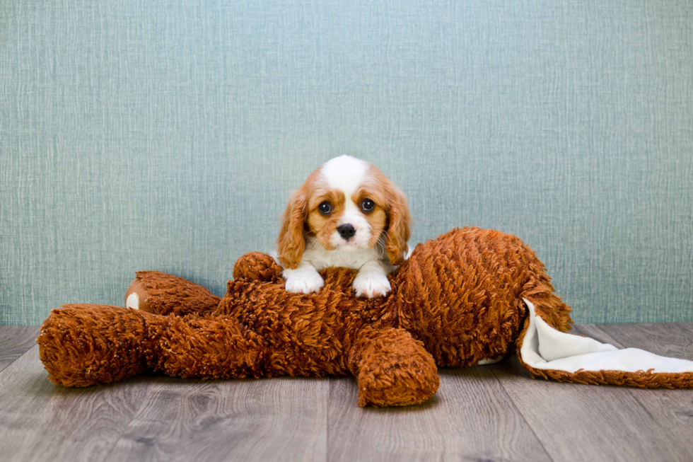 Smart Cavalier King Charles Spaniel Purebred Puppy