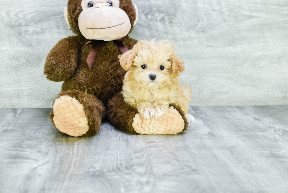 Maltipoo Pup Being Cute