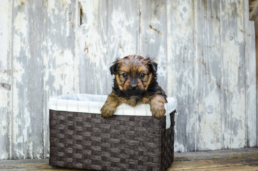 Yorkie Pom Pup Being Cute