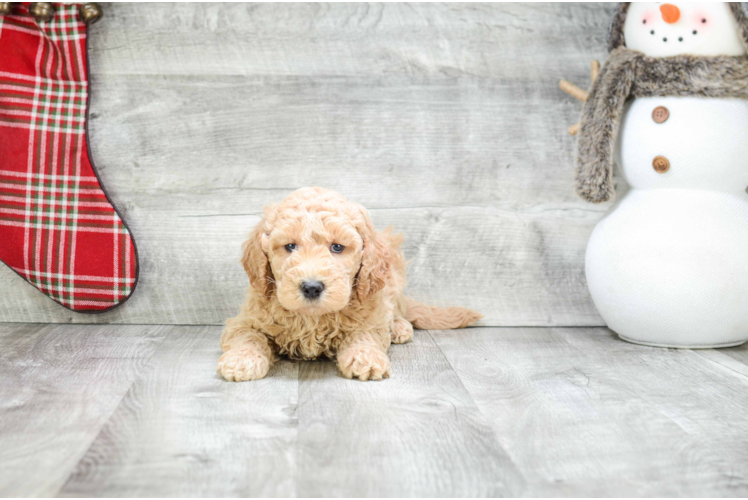 Small Mini Goldendoodle Baby