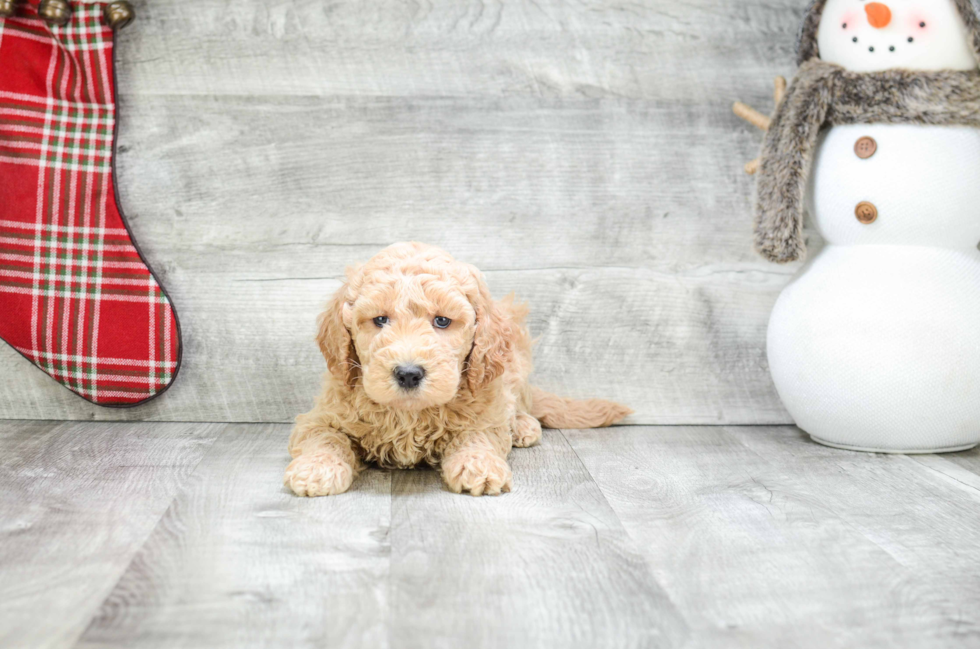 Small Mini Goldendoodle Baby