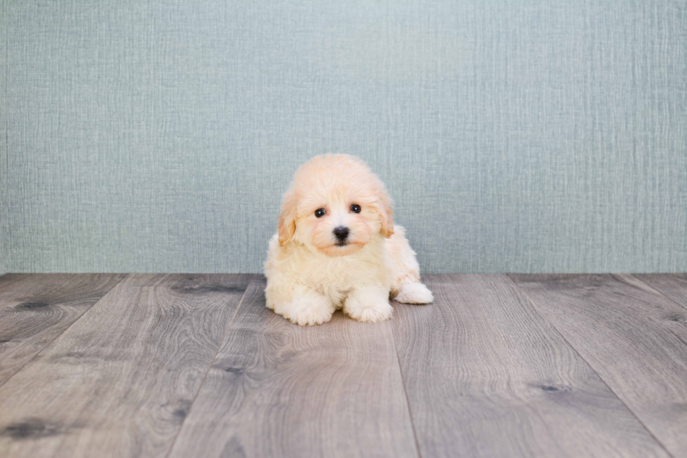 Maltipoo Pup Being Cute