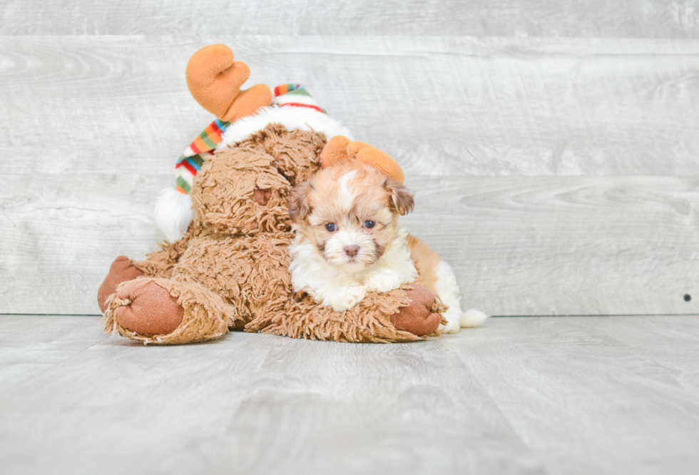 Havanese Puppy for Adoption