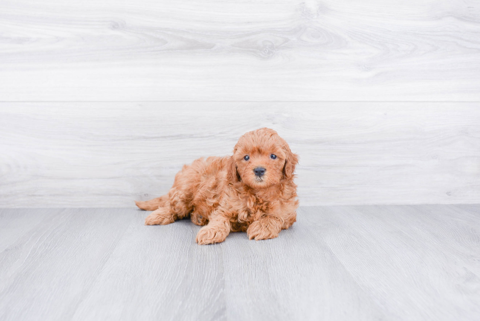 Mini Goldendoodle Pup Being Cute