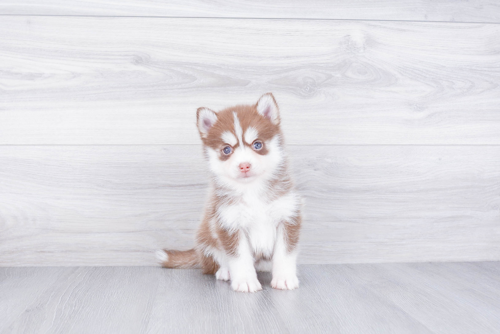 Funny Pomsky Designer Pup