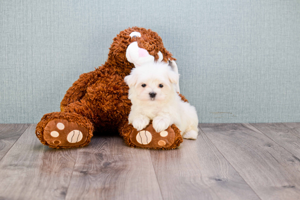 Maltipoo Pup Being Cute