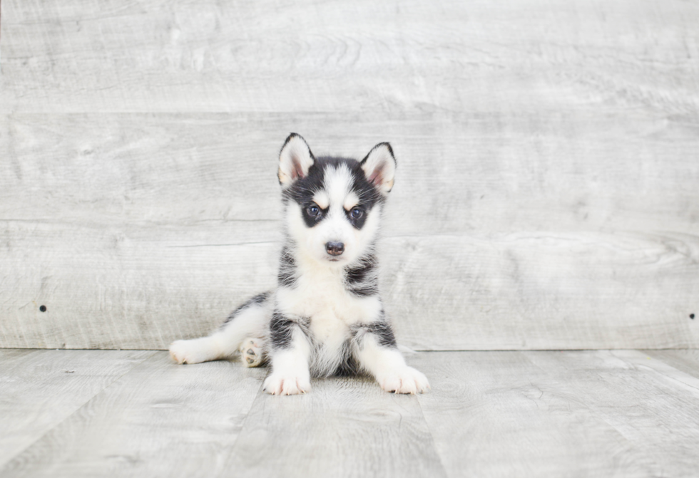 Best Pomsky Baby