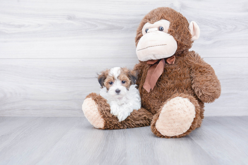 Little Maltepoo Poodle Mix Puppy