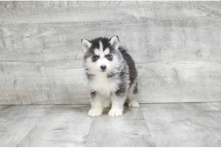 Best Pomsky Baby