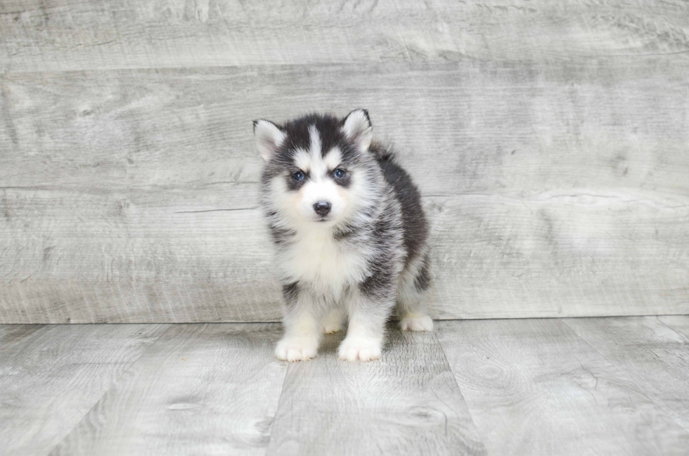 Best Pomsky Baby