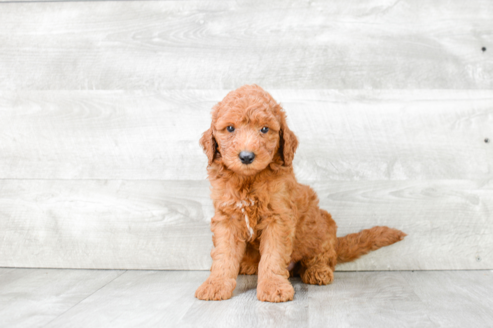 Mini Goldendoodle Puppy for Adoption