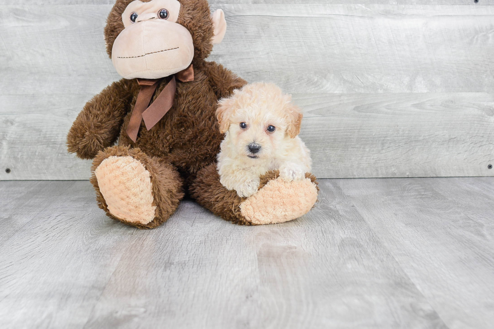Adorable Maltepoo Poodle Mix Puppy