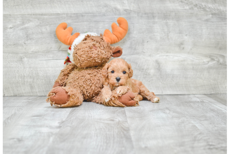 Cavapoo Puppy for Adoption