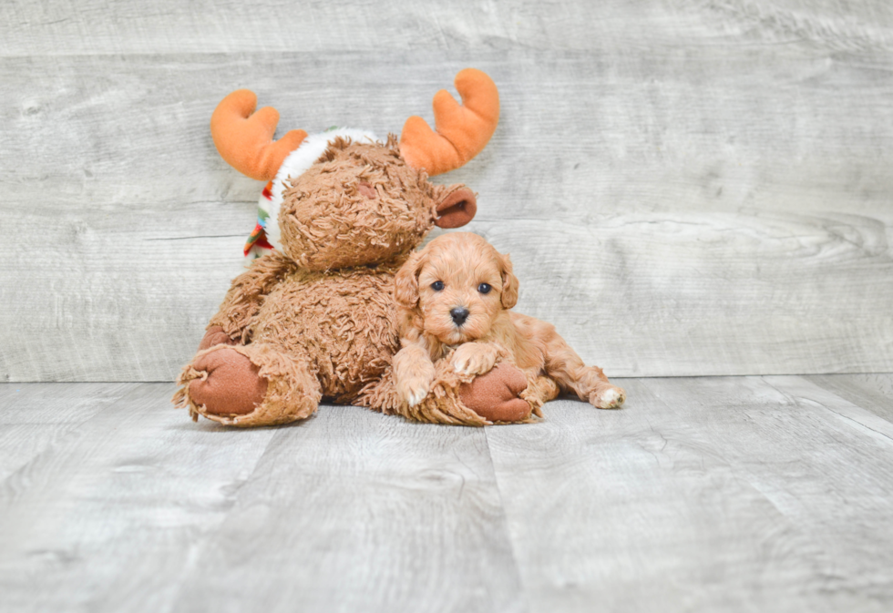 Cavapoo Puppy for Adoption