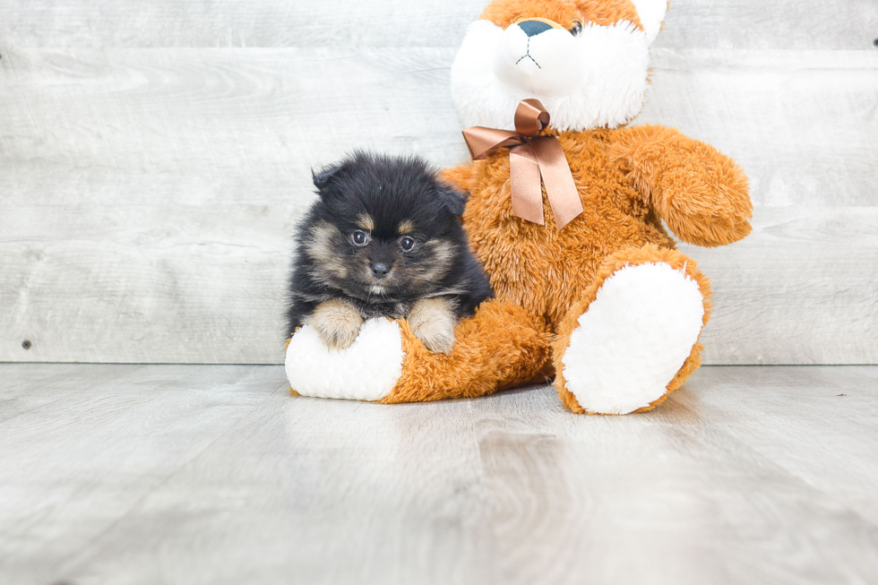 Popular Pomeranian Baby