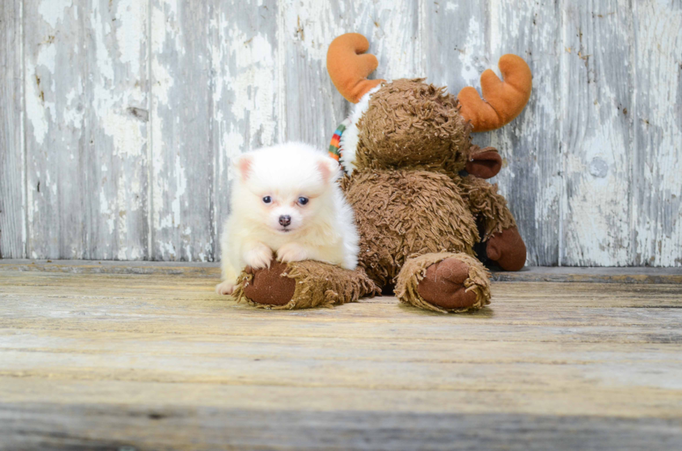 Akc Registered Pomeranian Purebred Pup