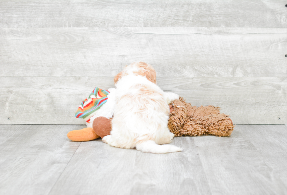 Energetic Cavoodle Poodle Mix Puppy