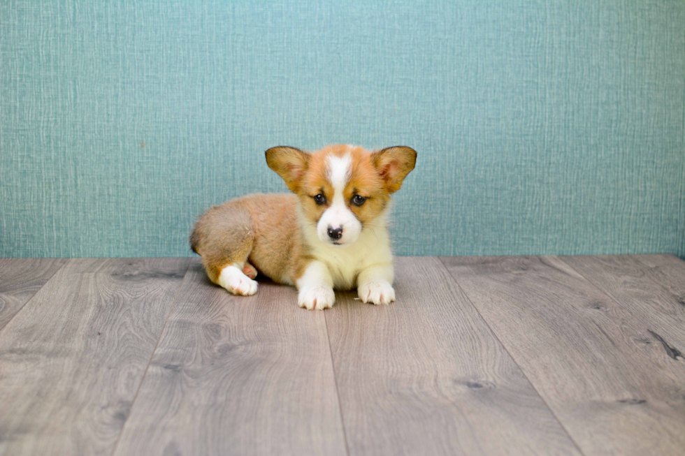 Pembroke Welsh Corgi Pup Being Cute