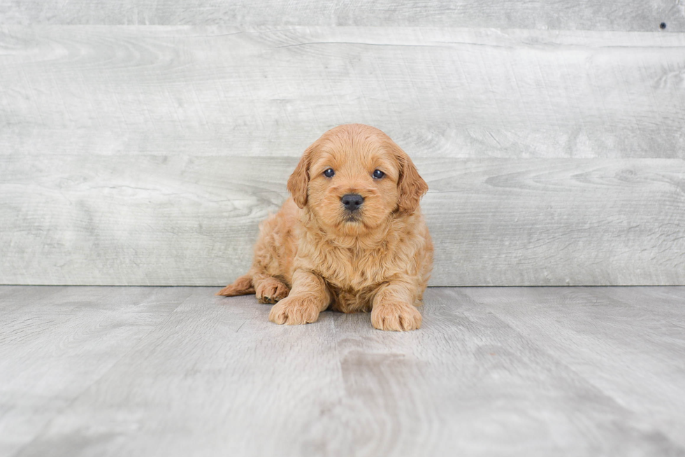 Mini Goldendoodle Pup Being Cute