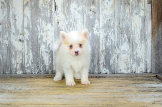 Little Mini Husky Designer Puppy