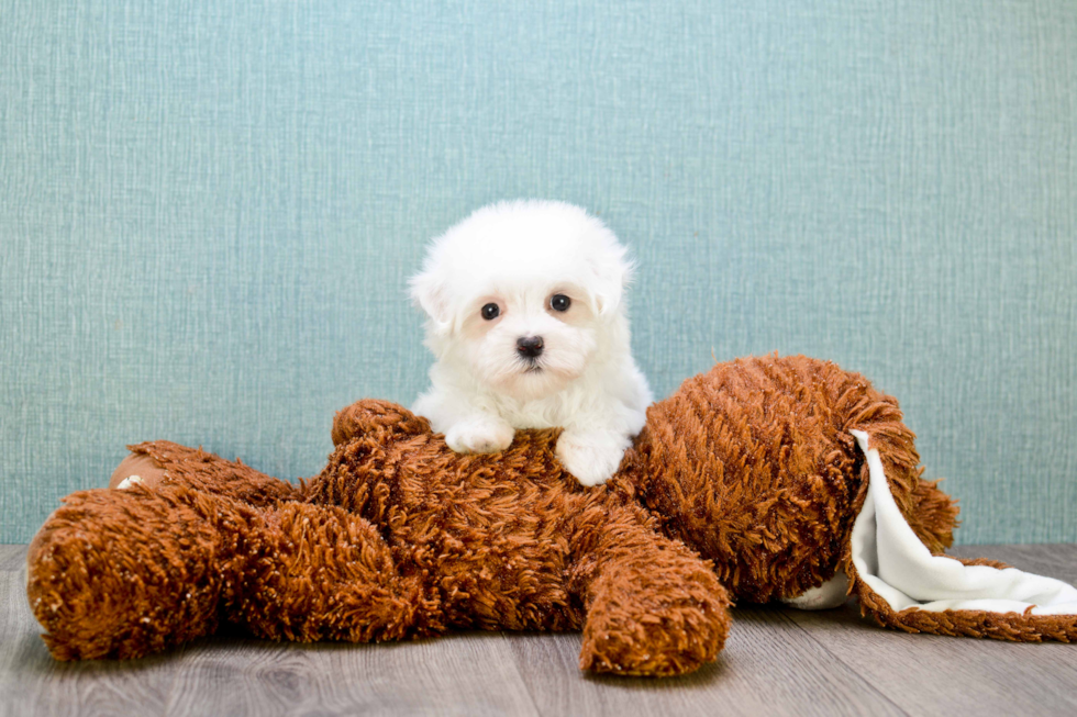 Adorable Maltese Purebred Puppy