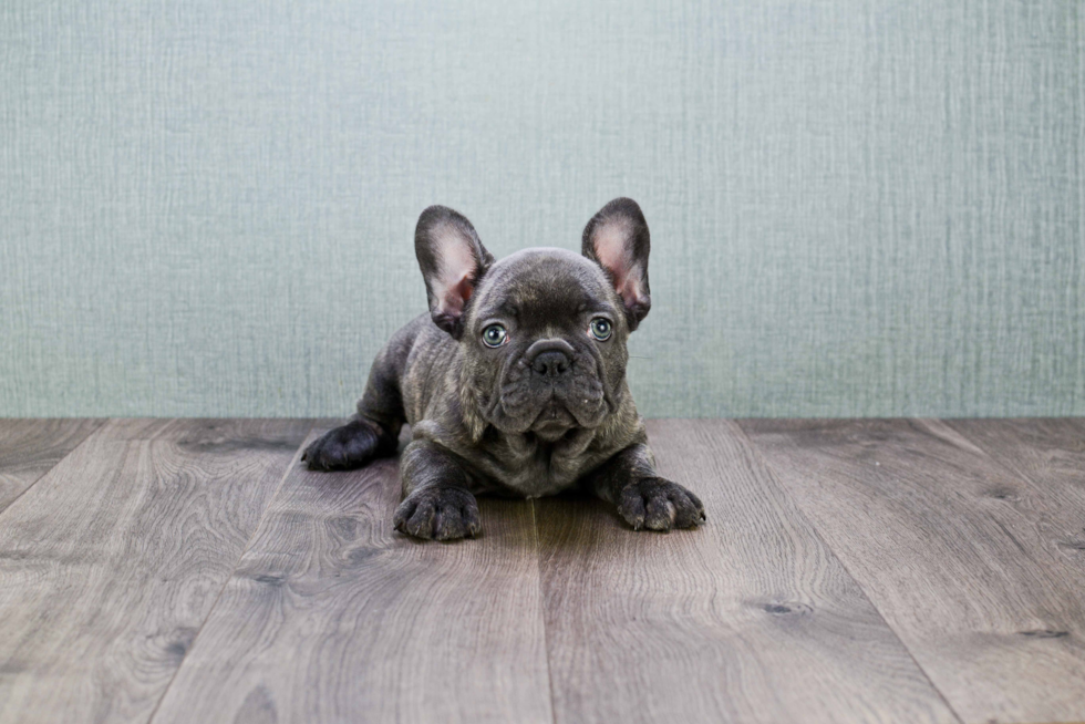 Cute Frenchie Purebred Puppy