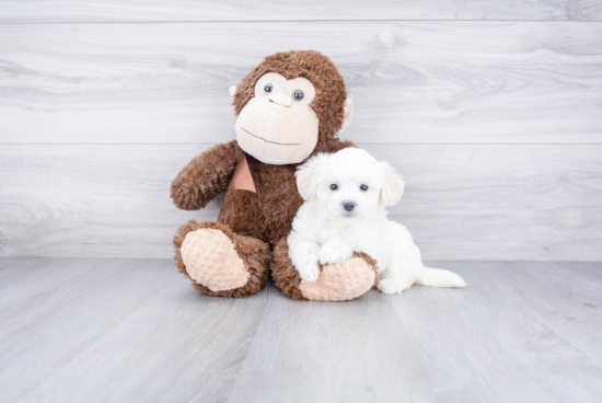 Popular Maltipoo Poodle Mix Pup