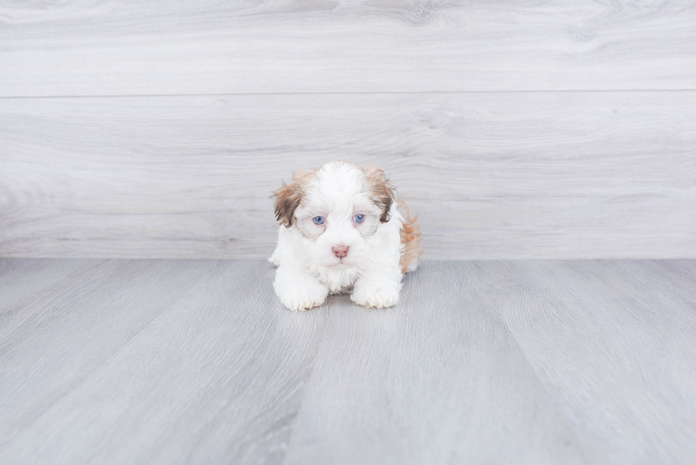 Havanese Puppy for Adoption