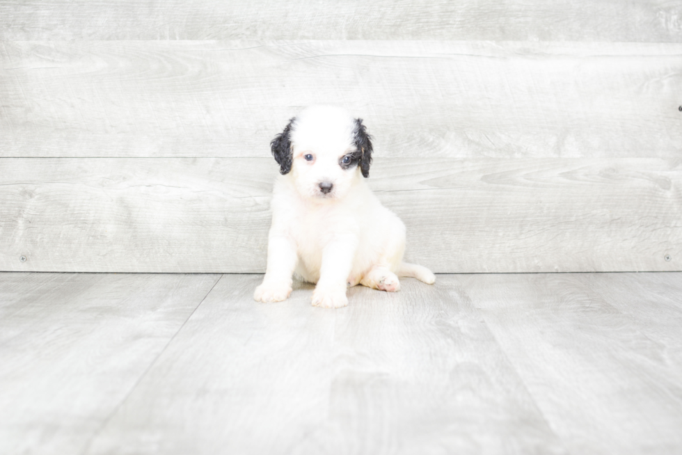 Best Mini Bernedoodle Baby