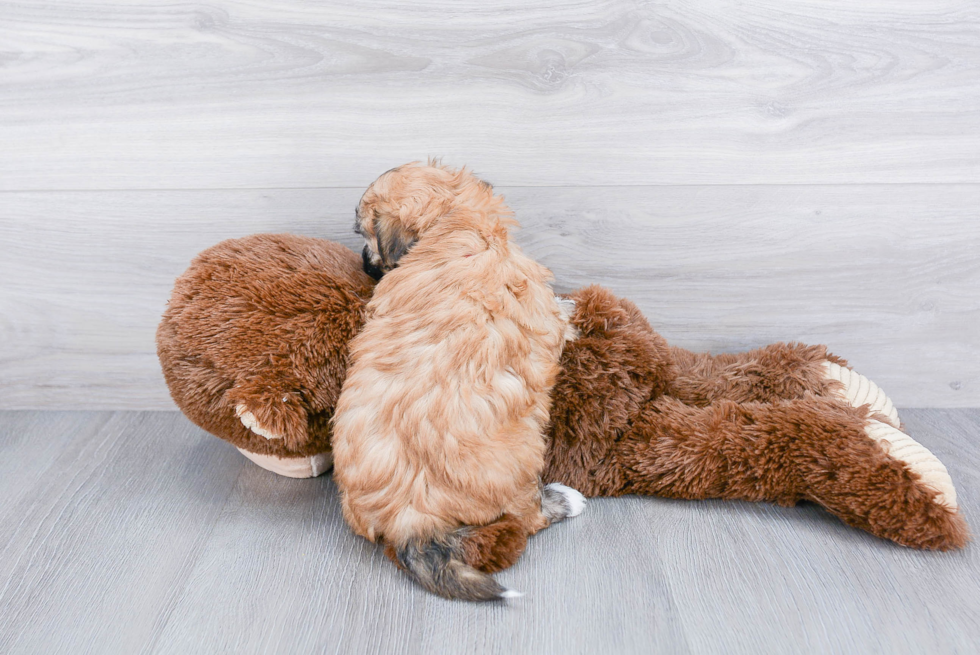 Teddy Bear Pup Being Cute