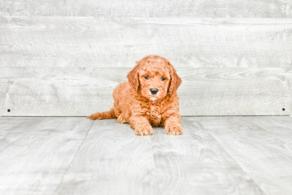 Happy Mini Goldendoodle Baby