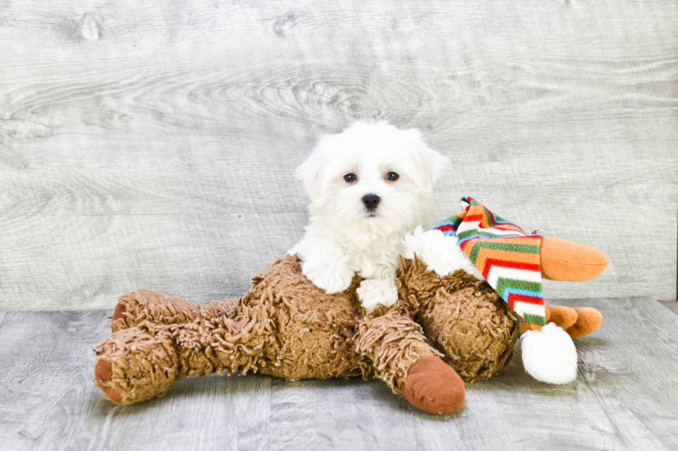 Happy Maltese Purebred Puppy