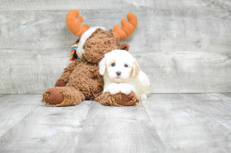 Cavapoo Puppy for Adoption