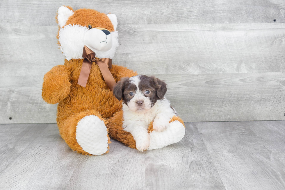 Teddy Bear Pup Being Cute