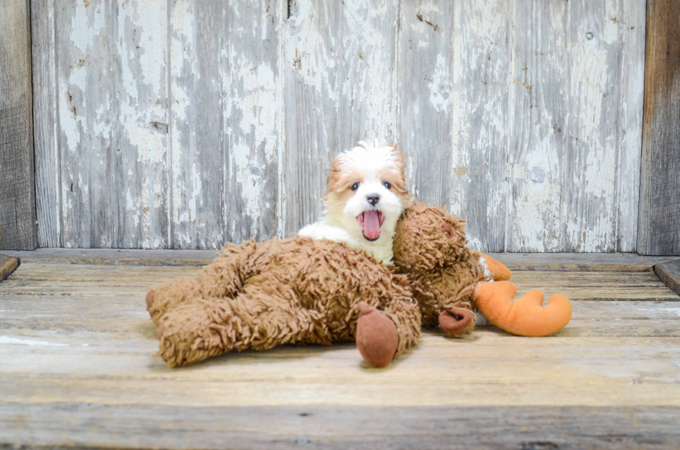 Morkie Puppy for Adoption