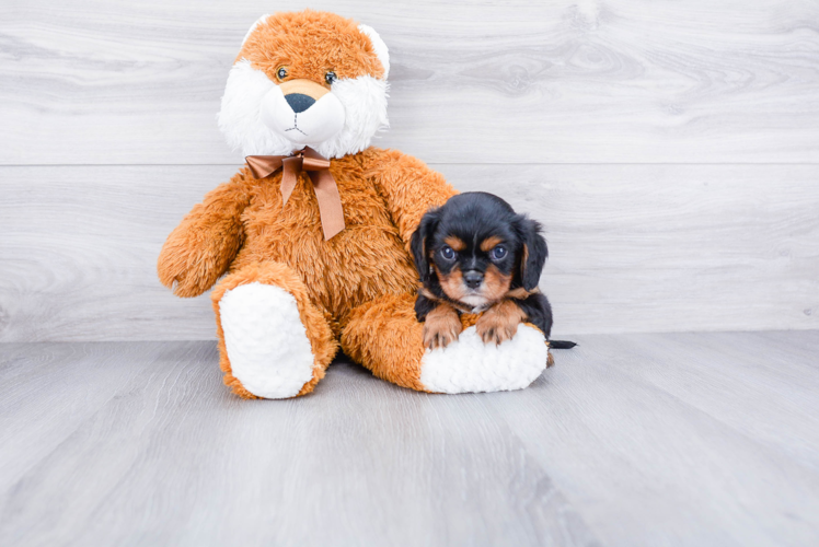 Best Cavalier King Charles Spaniel Baby