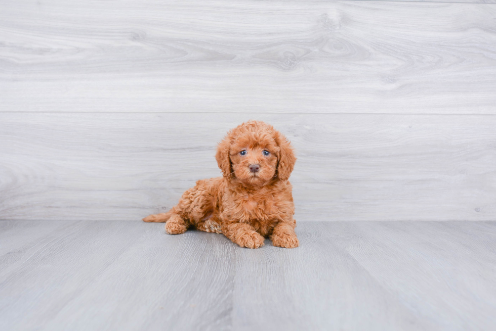 Mini Goldendoodle Puppy for Adoption