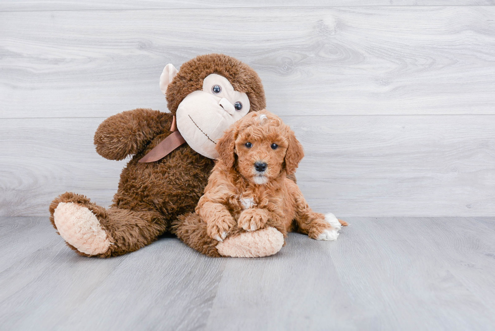 Sweet Mini Goldendoodle Baby