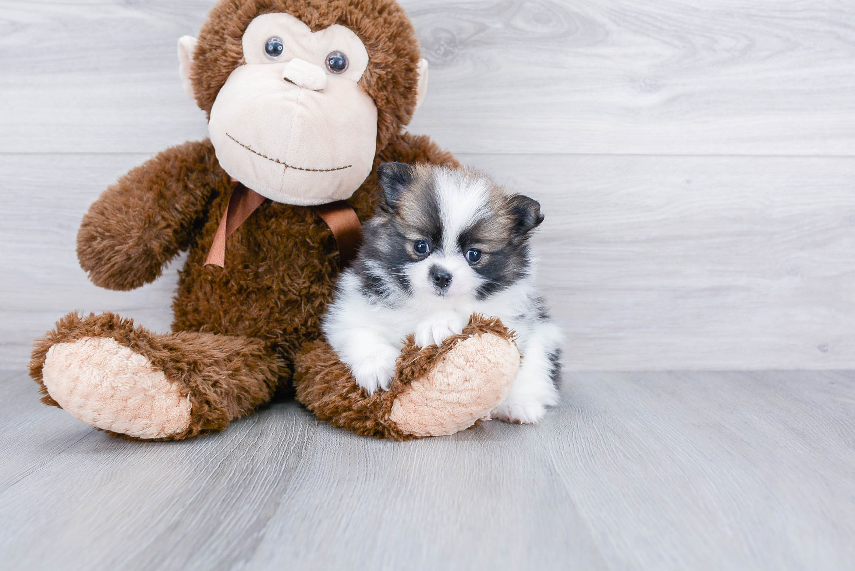 Friendly Pomeranian Baby
