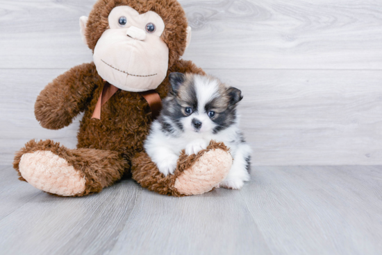 Friendly Pomeranian Baby