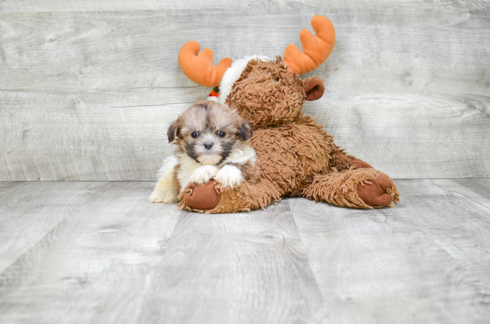 Teddy Bear Pup Being Cute