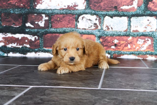 Best Mini Goldendoodle Baby