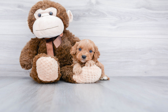 Happy Cavapoo Baby