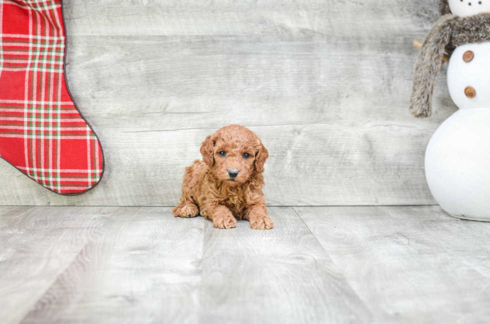 Mini Goldendoodle Puppy for Adoption