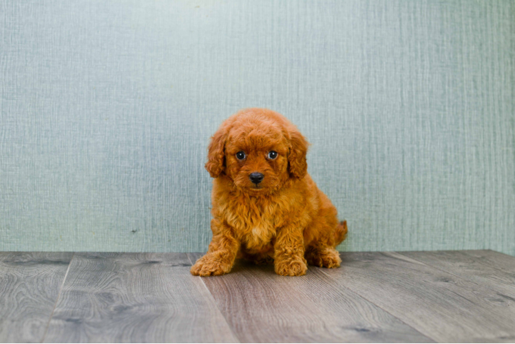 Playful Golden Retriever Poodle Mix Puppy