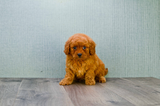 Playful Golden Retriever Poodle Mix Puppy